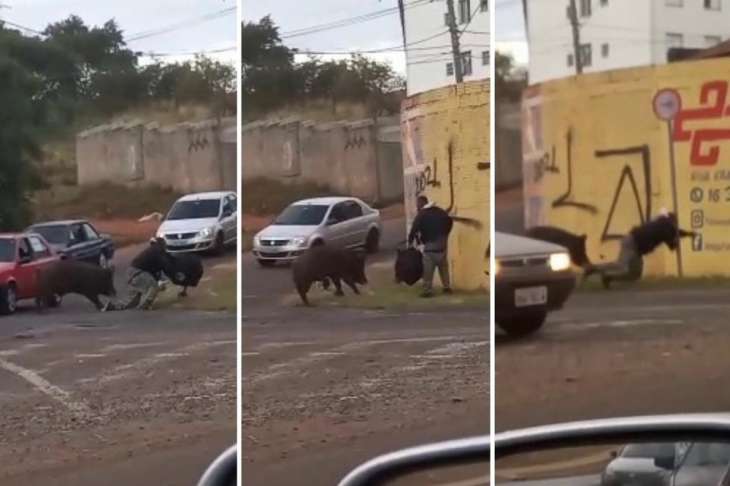  Porco derruba, persegue e morde motoboy em São Paulo; assista ao vídeo
