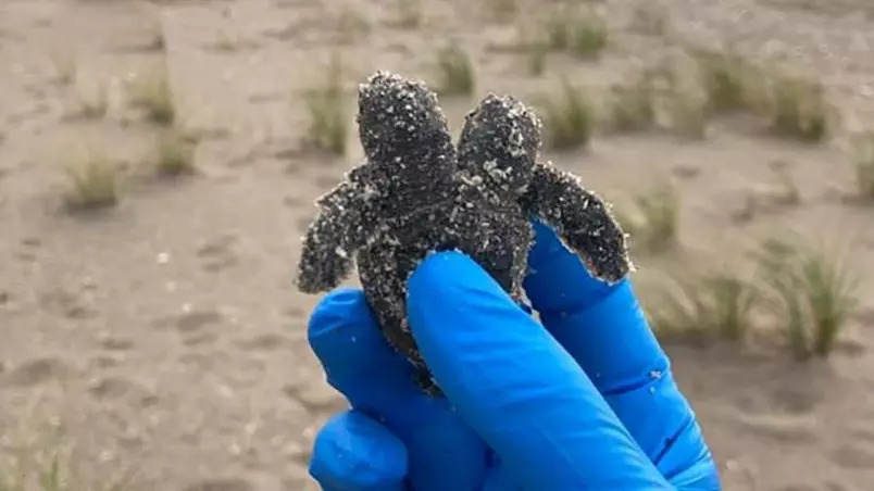  Filhote de tartaruga marinha de duas cabeças foi encontrado em praia dos EUA