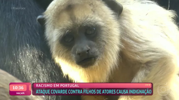  Ana Maria Braga demite responsável por exibir macacos em caso de racismo